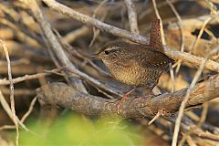 Winter Wren